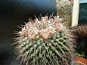 Mammillaria ocotillemsis